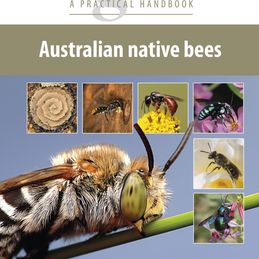 The Buzz About Australian Native Bees: A Comprehensive Guide To Hive ...