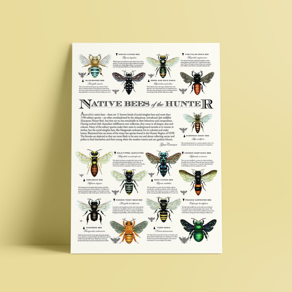 Native Bees Of The Hunter Region Poster Sydney Stingless Bees