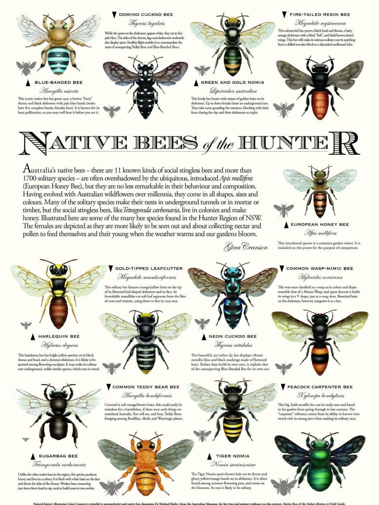 Native Bees Of The Hunter Region Poster Gina Cranson Sydney Stingless Bees