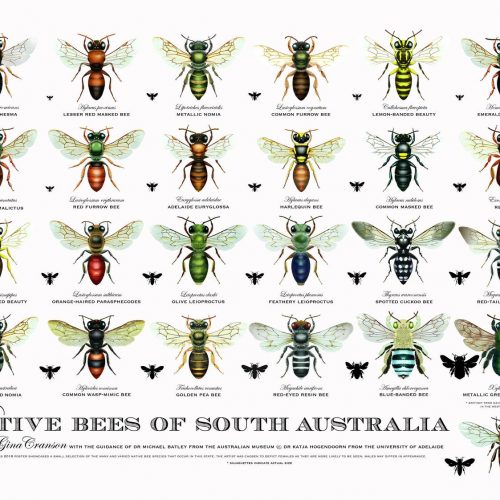 Native bees of NSW poster - Gina Cranson | Sydney Stingless Bees