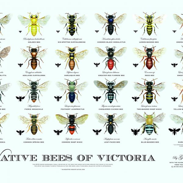 Native Bees Of Nsw Poster Gina Cranson Sydney Stingless Bees